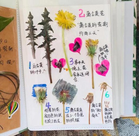 我的世界蒲公英怎么种[图1]